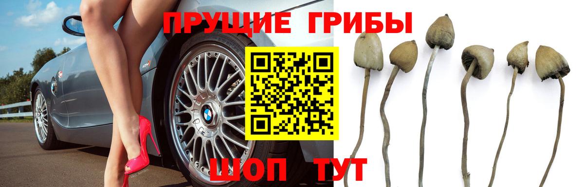 Псилоцибиновые грибы Psilocybe Уссурийск